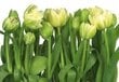 Foto tapetes Tulips цена и информация | Fototapetes | 220.lv