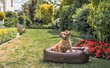 Amiplay ūdensizturīga guļvieta suņiem ZipClean Country, L, zaļa cena un informācija | Suņu gultas, spilveni, būdas | 220.lv