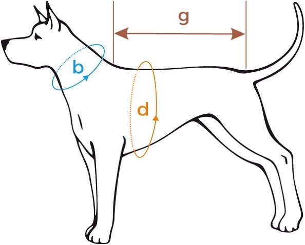 Jak mierzyć psa