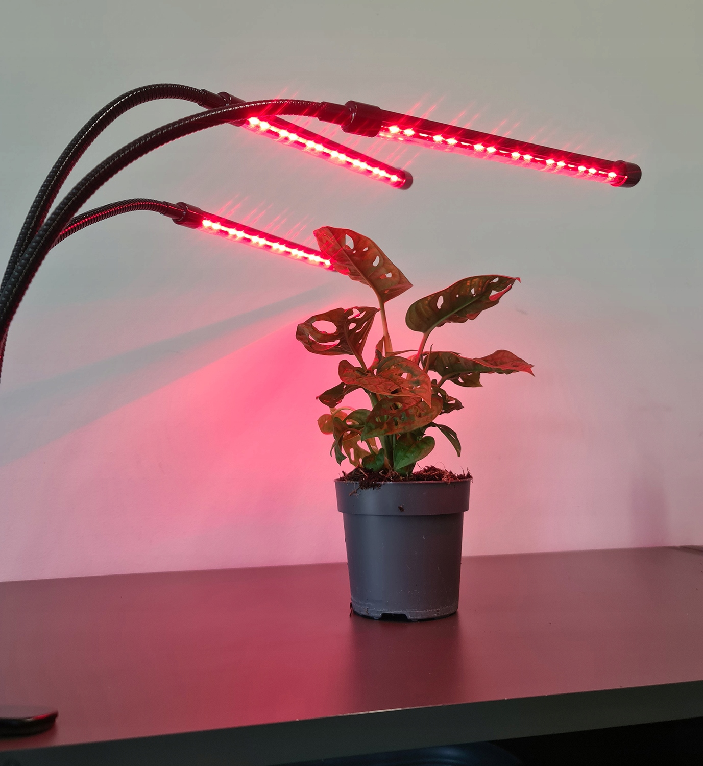 3 x Plant Grow Lamp 60 LED taimeris + tālvadības pults Max jauda 30W