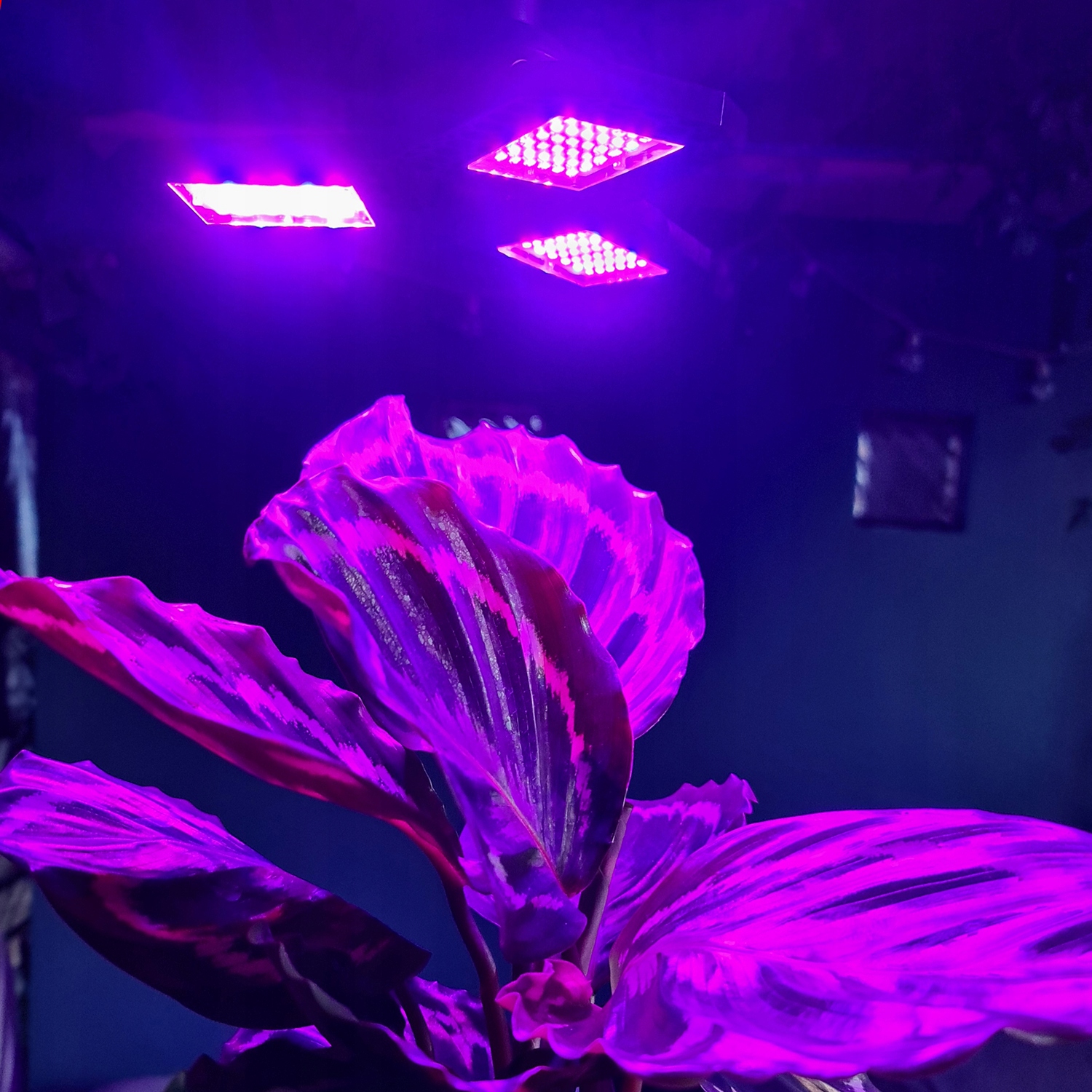 Plant Grow Lamp LED paneļa spuldze Maksimālā jauda 8W