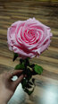 Stabilizēta roze Amorosa Premium, rozā