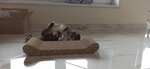Comfy nagu asināmais kaķiem CARRIE, 48,5x18,5x7,5 cm