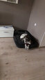 Hobbydog guļvieta Medico Lux XXL, 120x80 cm, pelēkas/melnas krāsas