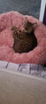 Suņu vai kaķu gulta Springos PA0102 70 cm
