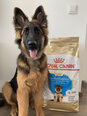 Royal Canin Vācu aitu suņiem German Shepherd junior, 12 kg