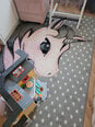 Paklājs bērnistabai Kids Pink 0590, 120x170 cm