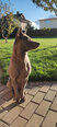 Royal Canin vidēja auguma šķirnes suņiem ar jūtīgu ādu Medium Dermacomfort, 3kg