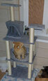 vidaXL kaķu māja ar sizala stabiem nagu skrāpēšanai, gaiši pelēka, 119cm