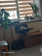 Hobbydog guļvieta kaķiem piekarināma uz radiatora