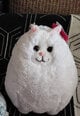 Plīša rotaļlieta-spilvens Baltais kaķis Fancy, 28 cm