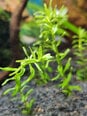 Живое аквариумное растение Ротала зелёная - Rotala rotundifolia Green