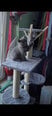 Kaķu nagu asināšanas stabs-mājiņa ar rotaļlietām Funfit, 135 cm