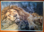Puzle Trefl "Lauva miegā", 1000 d.