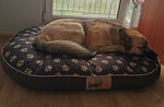 Hobbydog лежак Лапки XL, коричневый