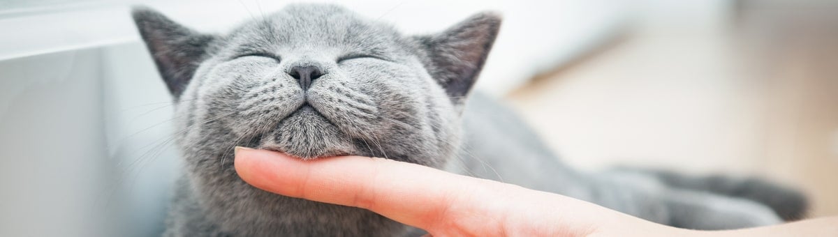 15 lietas, ko NEDRĪKST darīt, ja mājās audzināt kaķi
